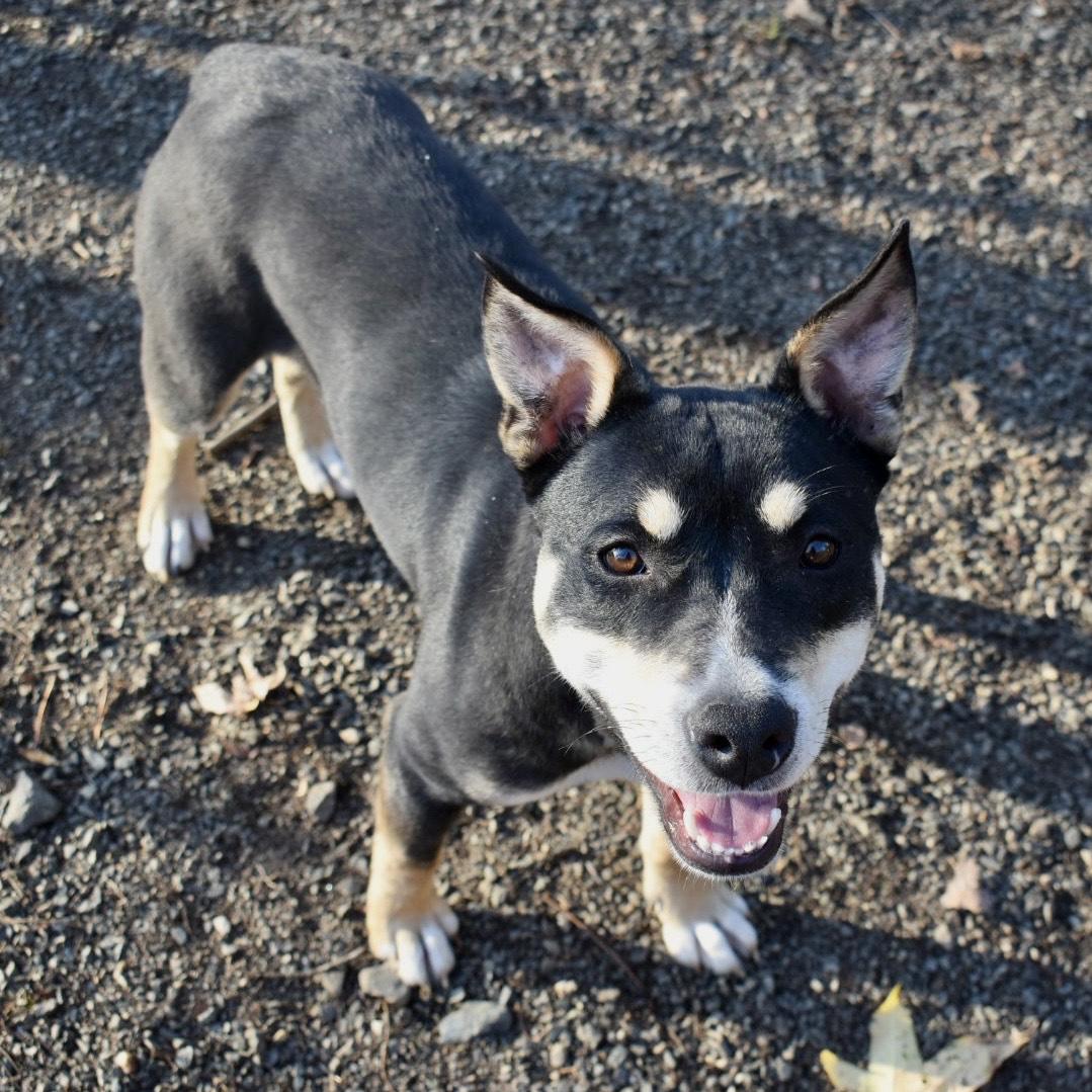 Enlarge Karma, a Adoptable Mixed Breed in Greensboro, NC image 3/6