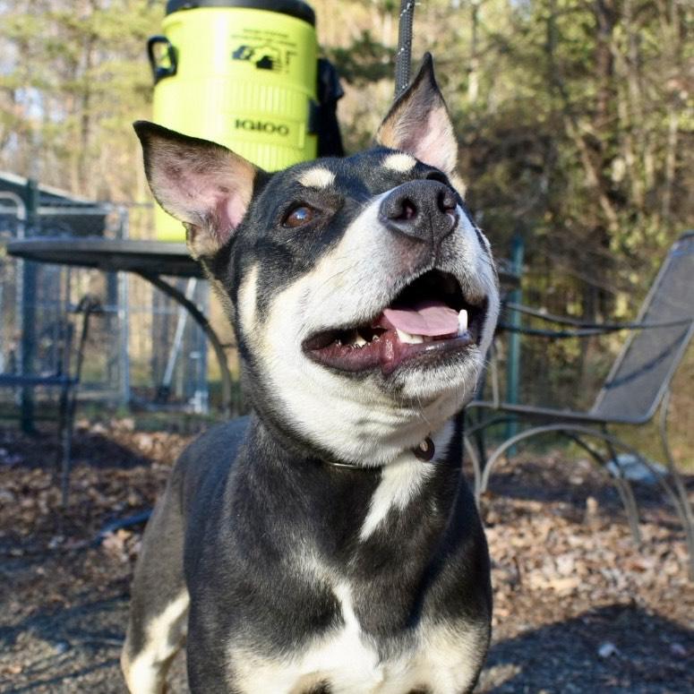 Enlarge Karma, a Adoptable Mixed Breed in Greensboro, NC image 4/6