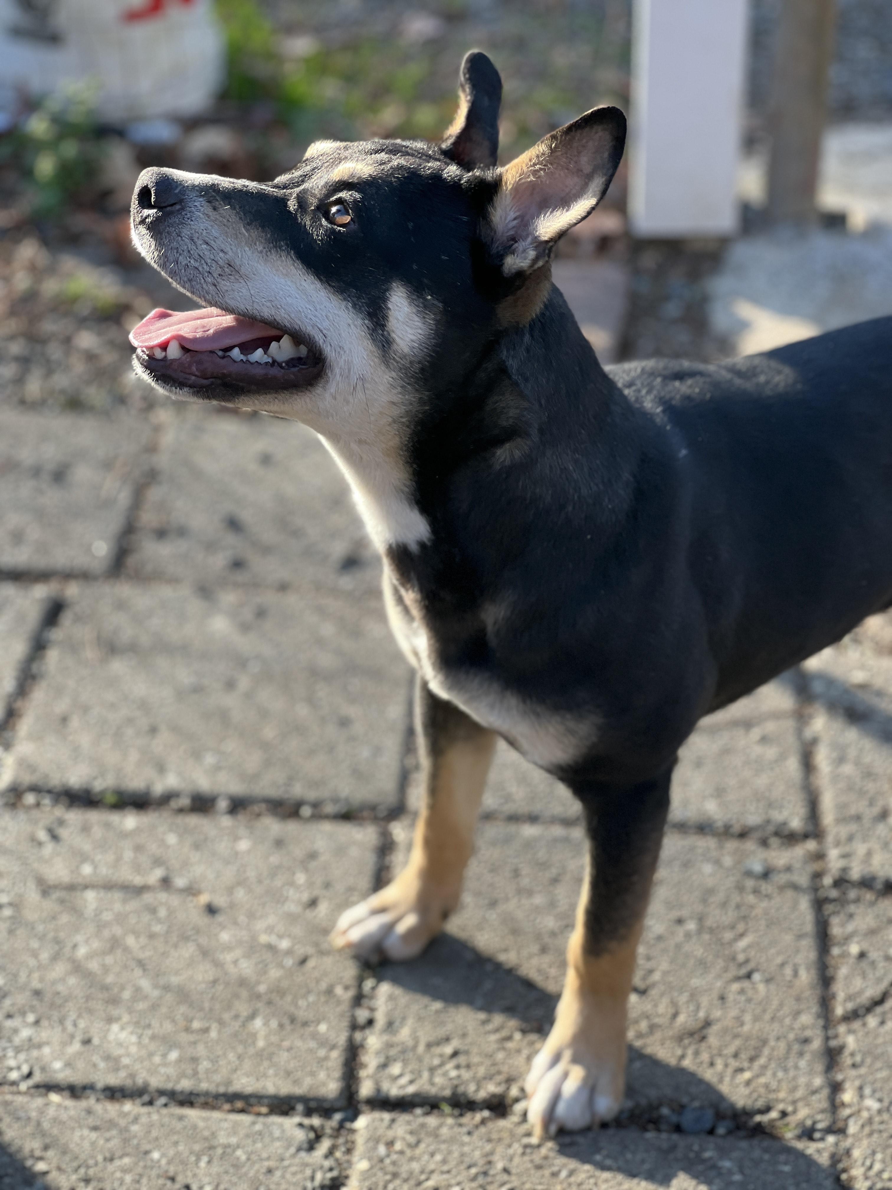 Enlarge Karma, a Adoptable Mixed Breed in Greensboro, NC image 5/6