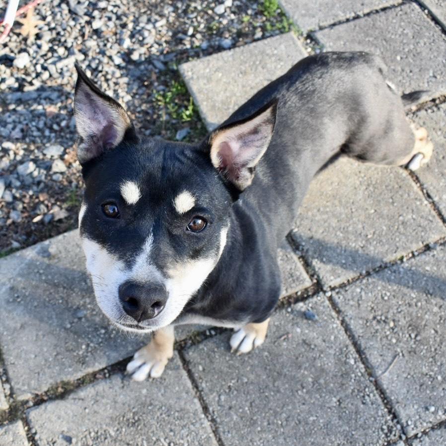 Karma, Adoptable, Adult Female Mixed Breed.