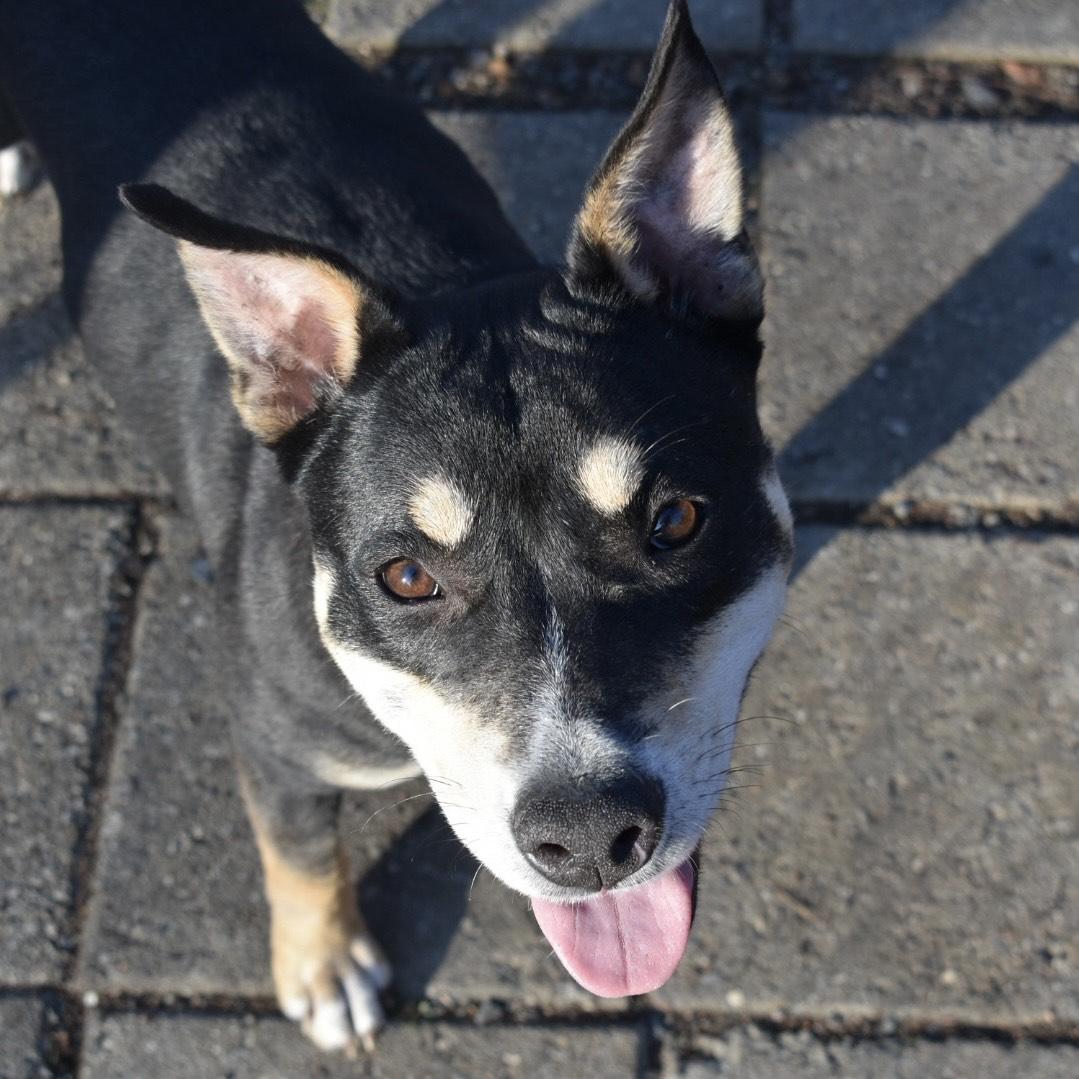 Enlarge Karma, a Adoptable Mixed Breed in Greensboro, NC image 6/6