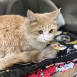 Enlarge Cat (1) 12/29/2025, a Adoptable mixed breed in Bullhead City, AZ image 1/1
