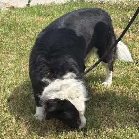 Enlarge Spotty, an adoptable mixed breed in Winnipeg, MB image 3/3