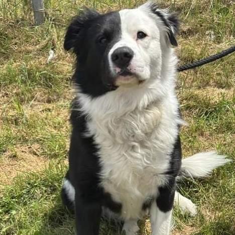 Enlarge Spotty, an adoptable mixed breed in Winnipeg, MB image 1/3