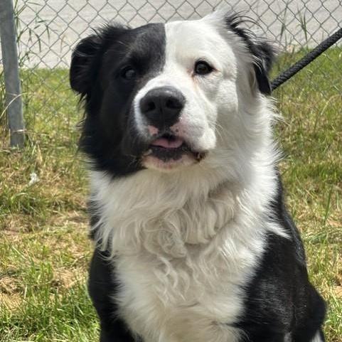 Enlarge Spotty, an adoptable mixed breed in Winnipeg, MB image 2/3