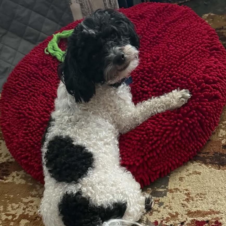 Enlarge Diamond, a ADOPTABLE mixed breed in Cherry Hill, NJ image 6/6