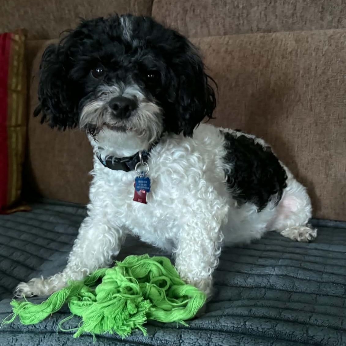 Diamond, ADOPTABLE, Young Male Shih Tzu.