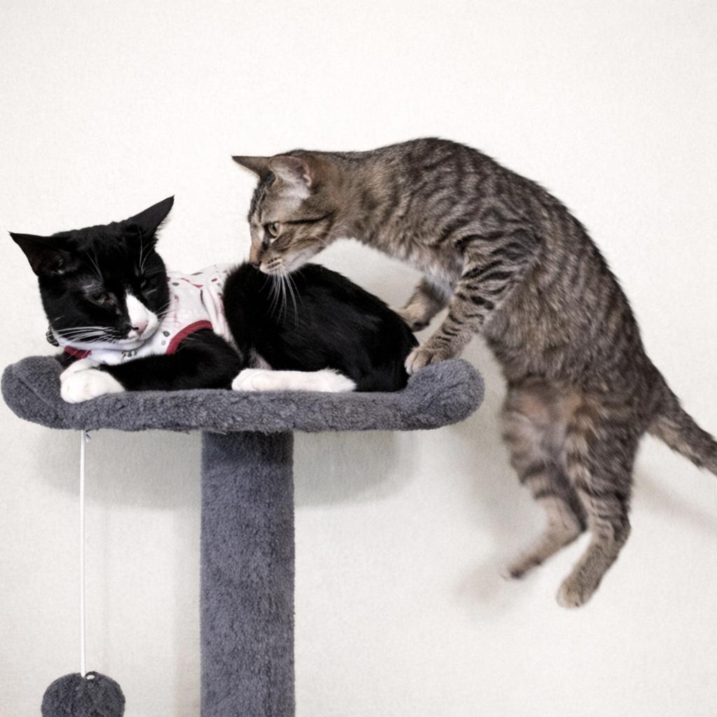 Merle & Hank — thumbnail 5