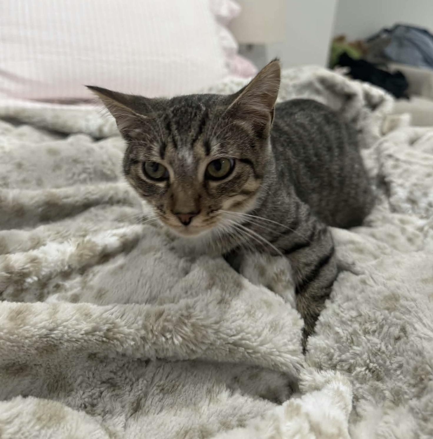 Fern, Adoptable, Kitten Female Domestic Short Hair.