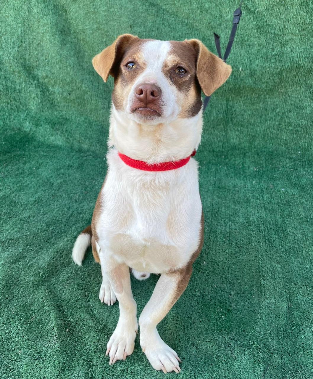 Fred, Adoptable, Young Male Terrier.