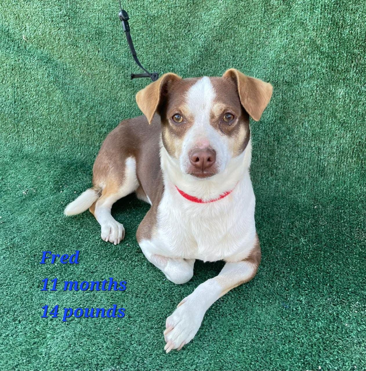 Enlarge Fred, a Adoptable mixed breed in Los Angeles, CA image 2/3