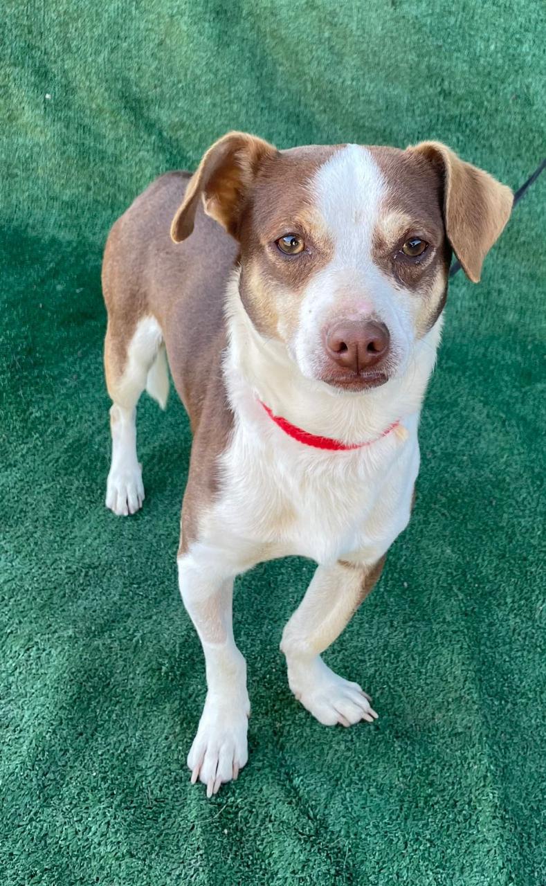 Enlarge Fred, a Adoptable mixed breed in Los Angeles, CA image 3/3