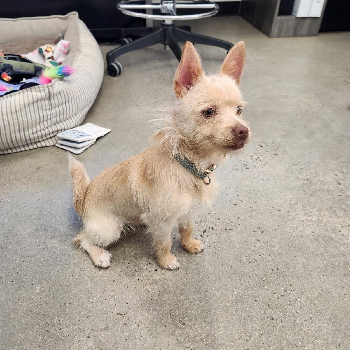 Enlarge Pookie, an adopted mixed breed in New Rochelle, NY image 1/2