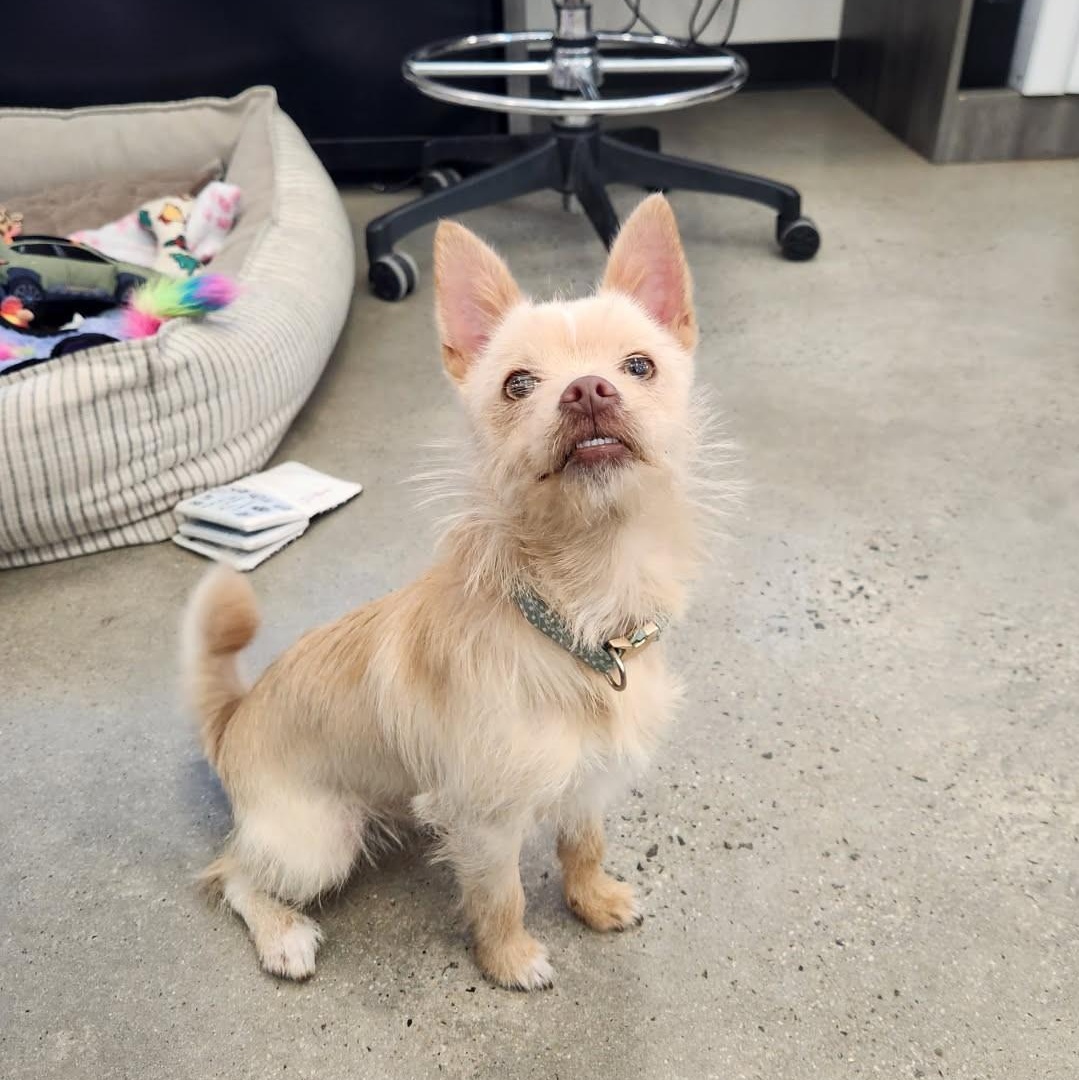 Enlarge Pookie, an adopted mixed breed in New Rochelle, NY image 2/2