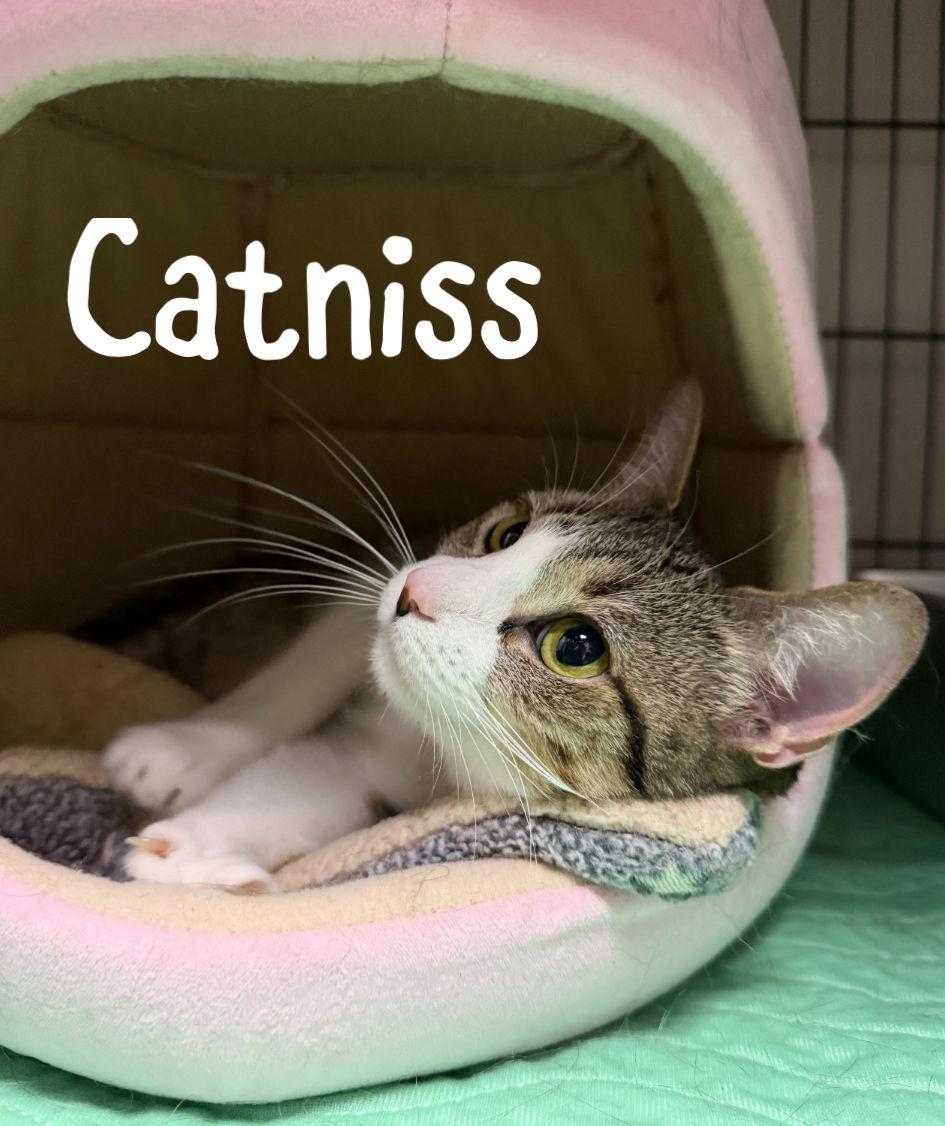 Enlarge Catniss, a Adopted Domestic Short Hair in Lake Saint Louis, MO image 1/1