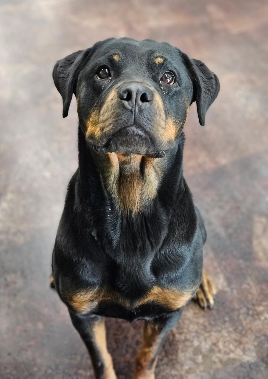 Enlarge LILY, an adoptable Rottweiler in Oswego, IL image 3/4
