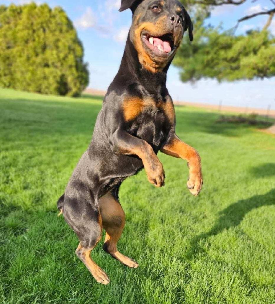 LILY, adoptable, Adult Female Rottweiler.