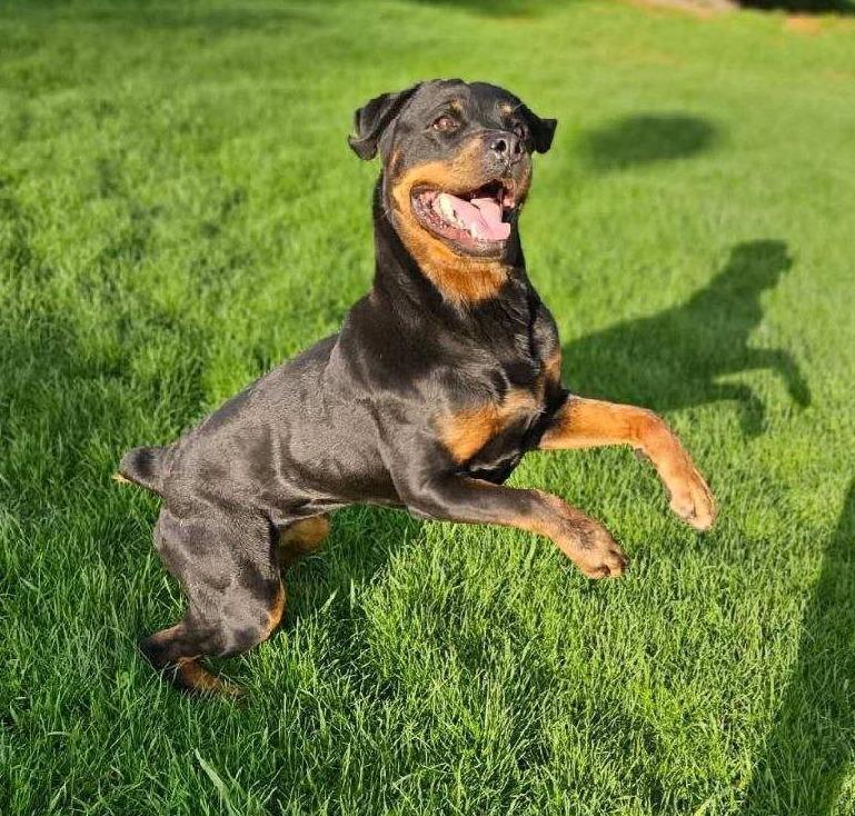 Enlarge LILY, an adoptable Rottweiler in Oswego, IL image 2/4