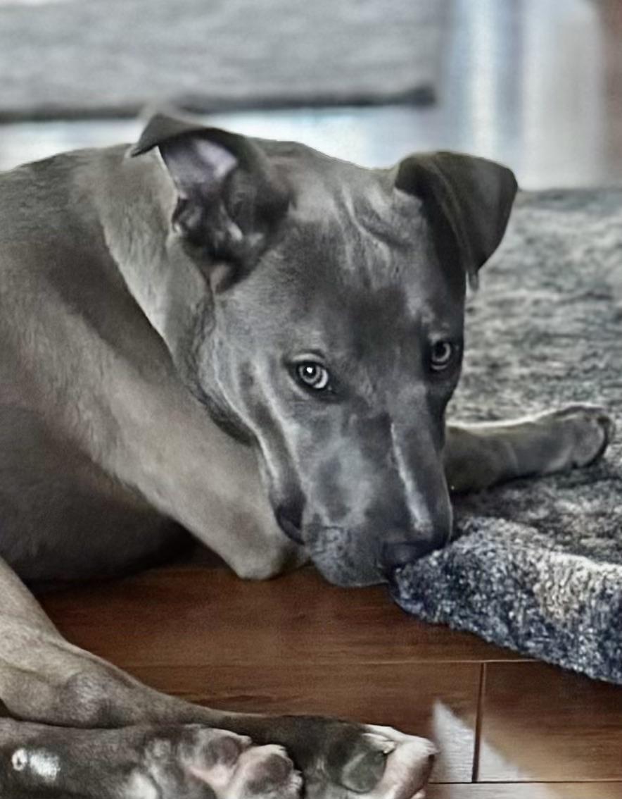 Enlarge Let's do the Twist!!!!, a ADOPTABLE Weimaraner in Fort Myers Beach, FL image 2/5