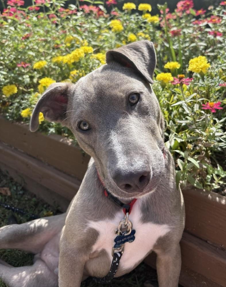 Enlarge Let's do the Twist!!!!, a ADOPTABLE Weimaraner in Fort Myers Beach, FL image 1/5