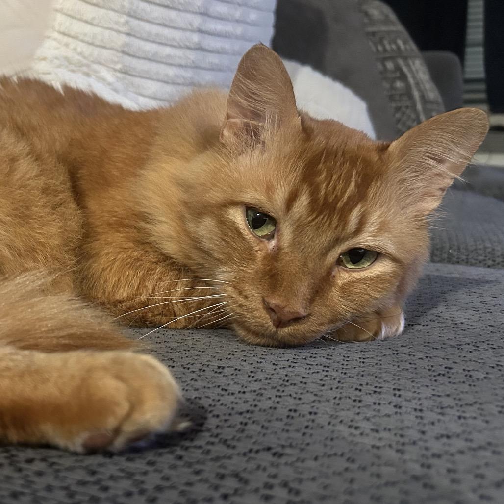 Mufasa — thumbnail 2