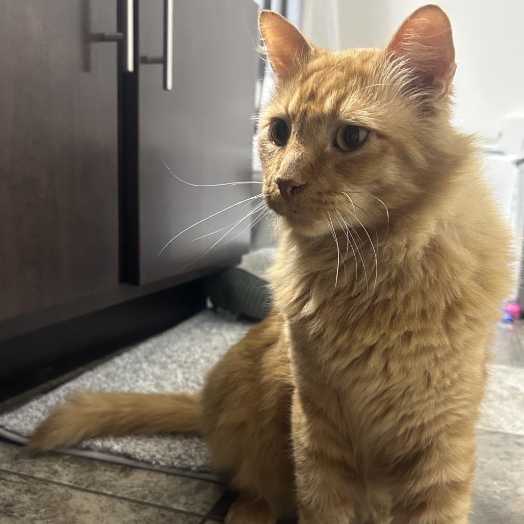 Mufasa — thumbnail 4