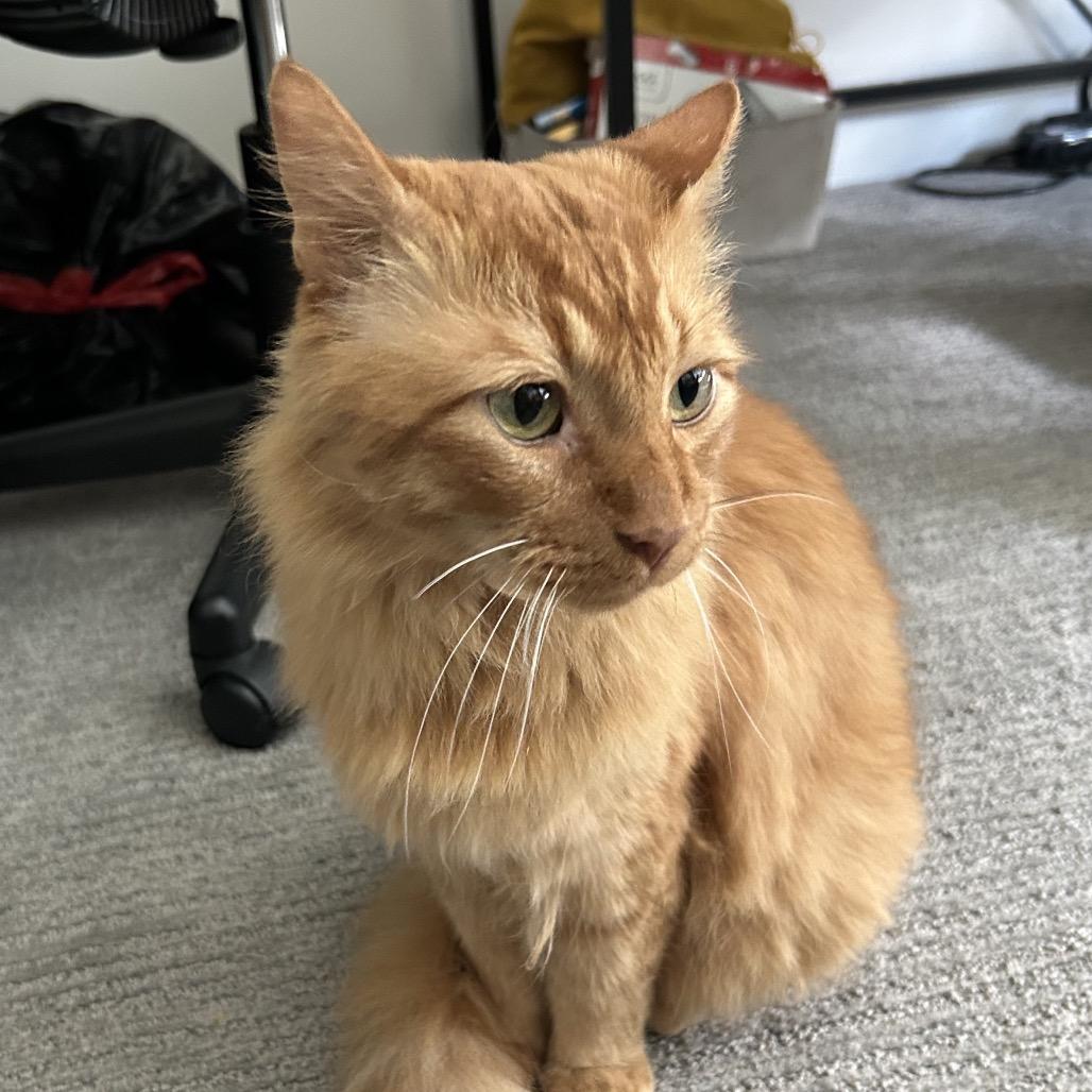 Mufasa — thumbnail 5