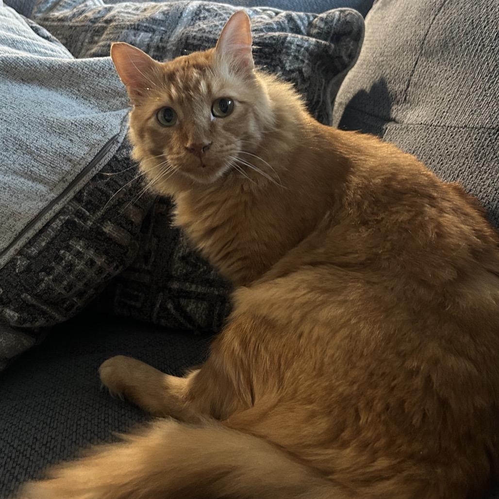 Mufasa — thumbnail 6