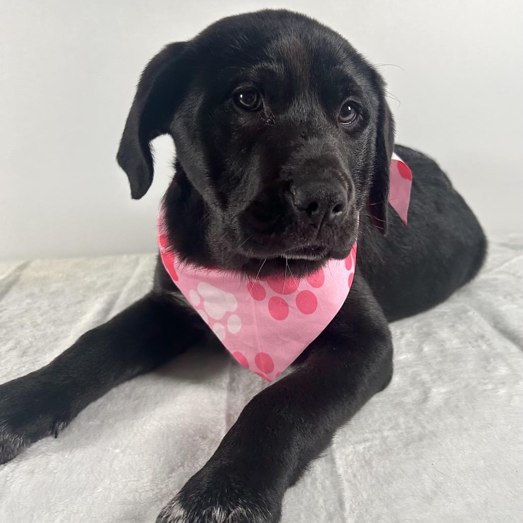 Jenny, Adoptable, Puppy Female Saint Bernard.