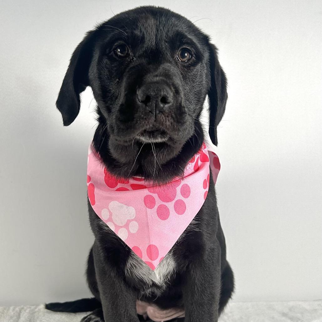 Enlarge Jenny, a Adoptable Saint Bernard in Johnson City, TN image 2/4