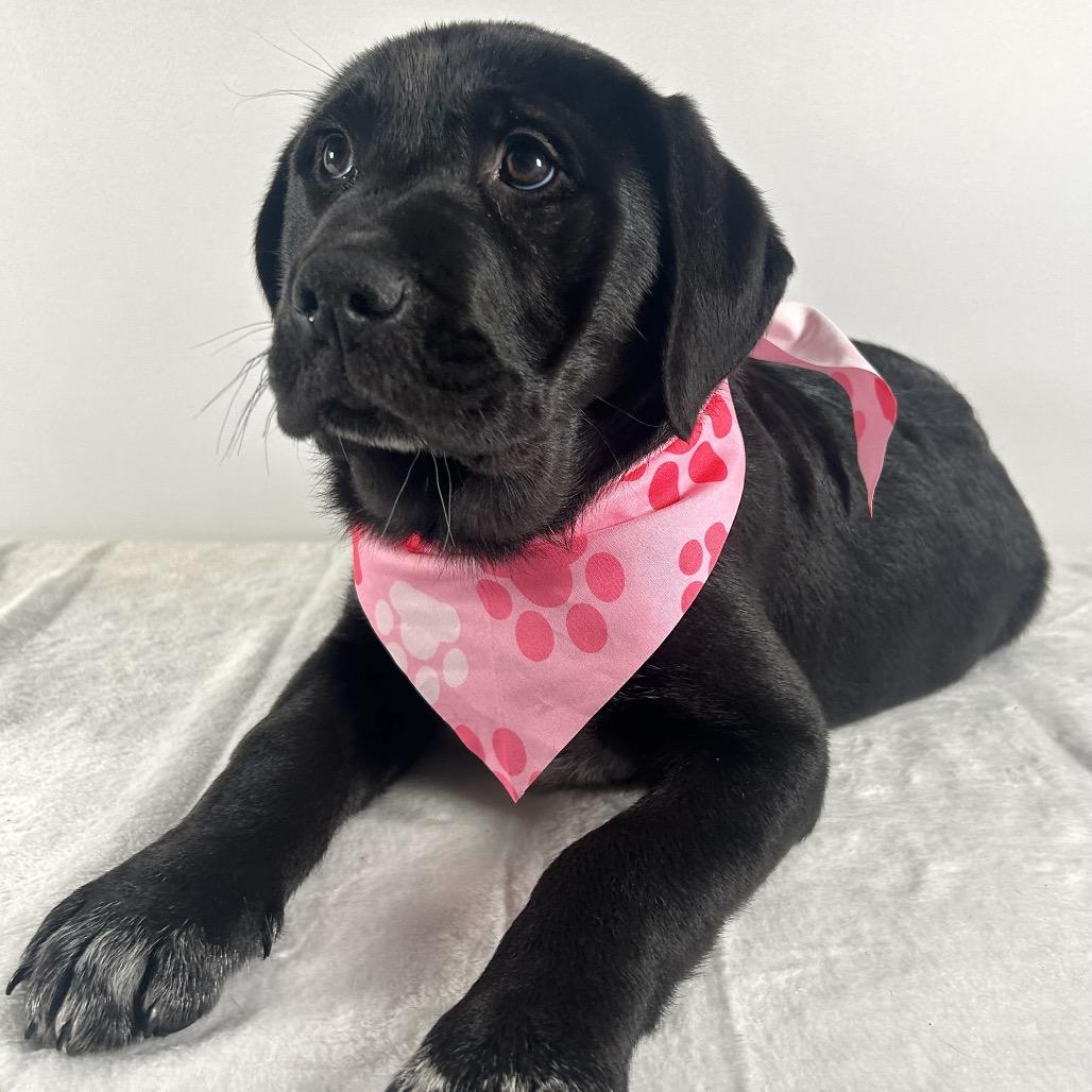 Enlarge Jenny, a Adoptable Saint Bernard in Johnson City, TN image 3/4
