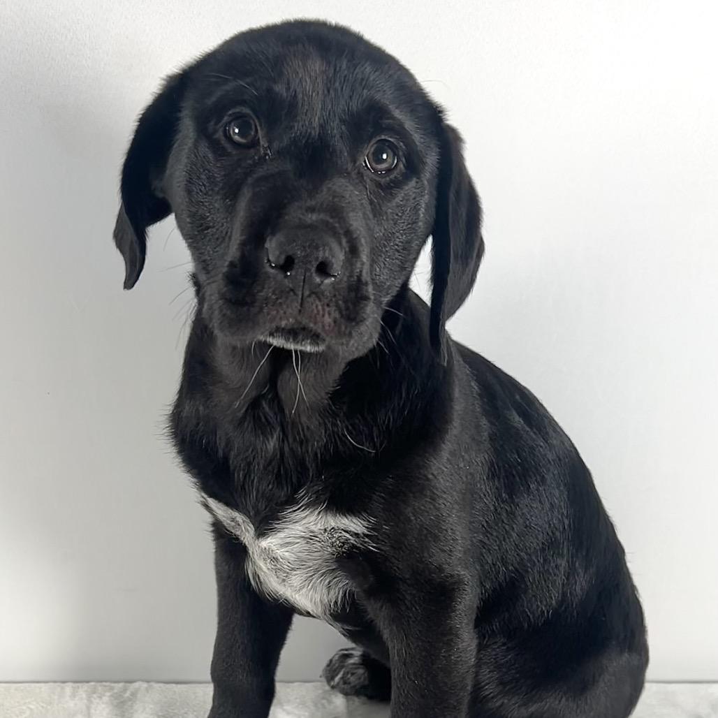 Enlarge Jenny, a Adoptable Saint Bernard in Johnson City, TN image 4/4
