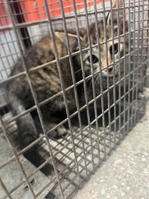 Enlarge A798801, a Adoptable Domestic Short Hair in Louisville, KY image 1/1