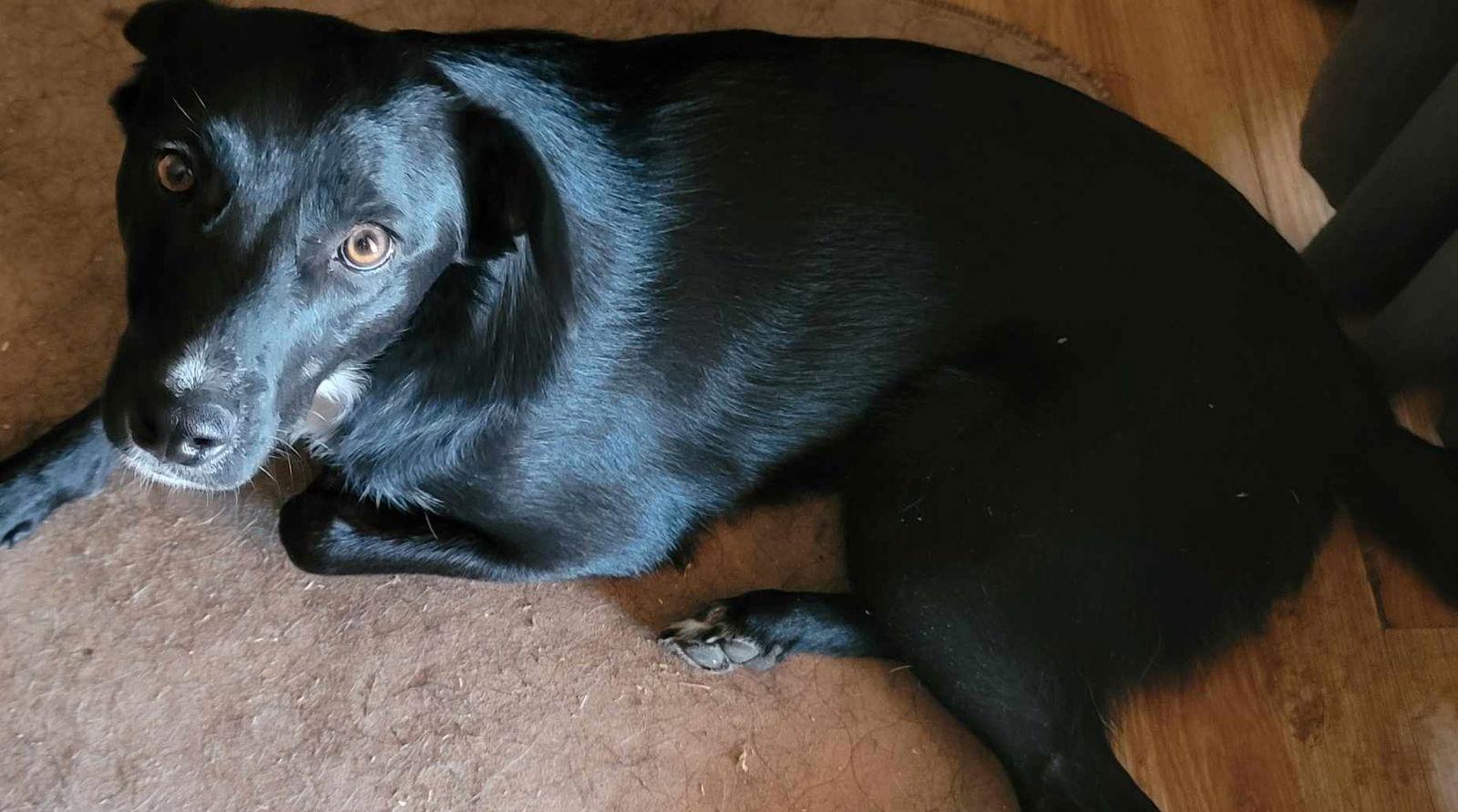 Enlarge Doody aka Dodie, a Adoptable mixed breed in Tucson, AZ image 2/3