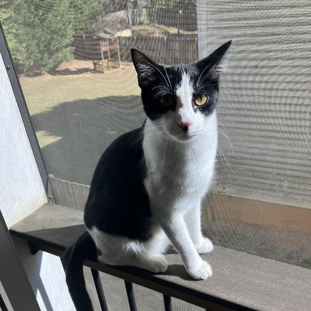 Carl, Adoptable, Young Male Domestic Short Hair.