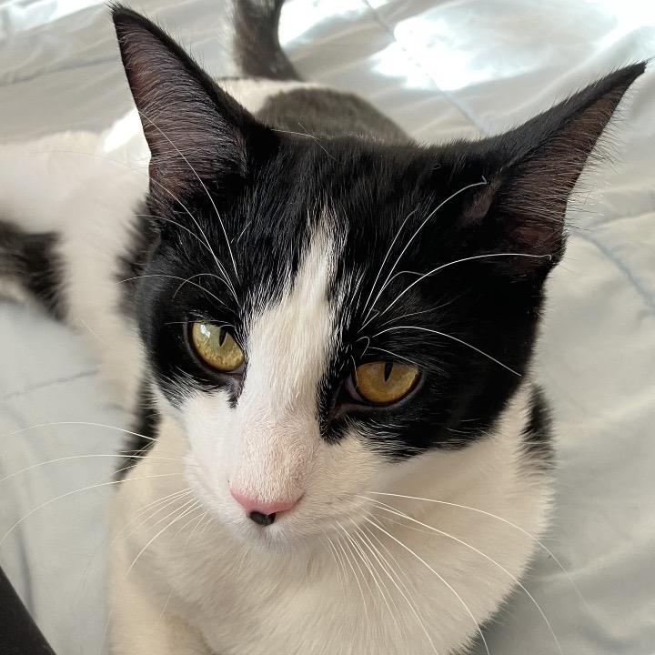 Enlarge Carl, a Adoptable Domestic Short Hair in Atlanta, GA image 1/6