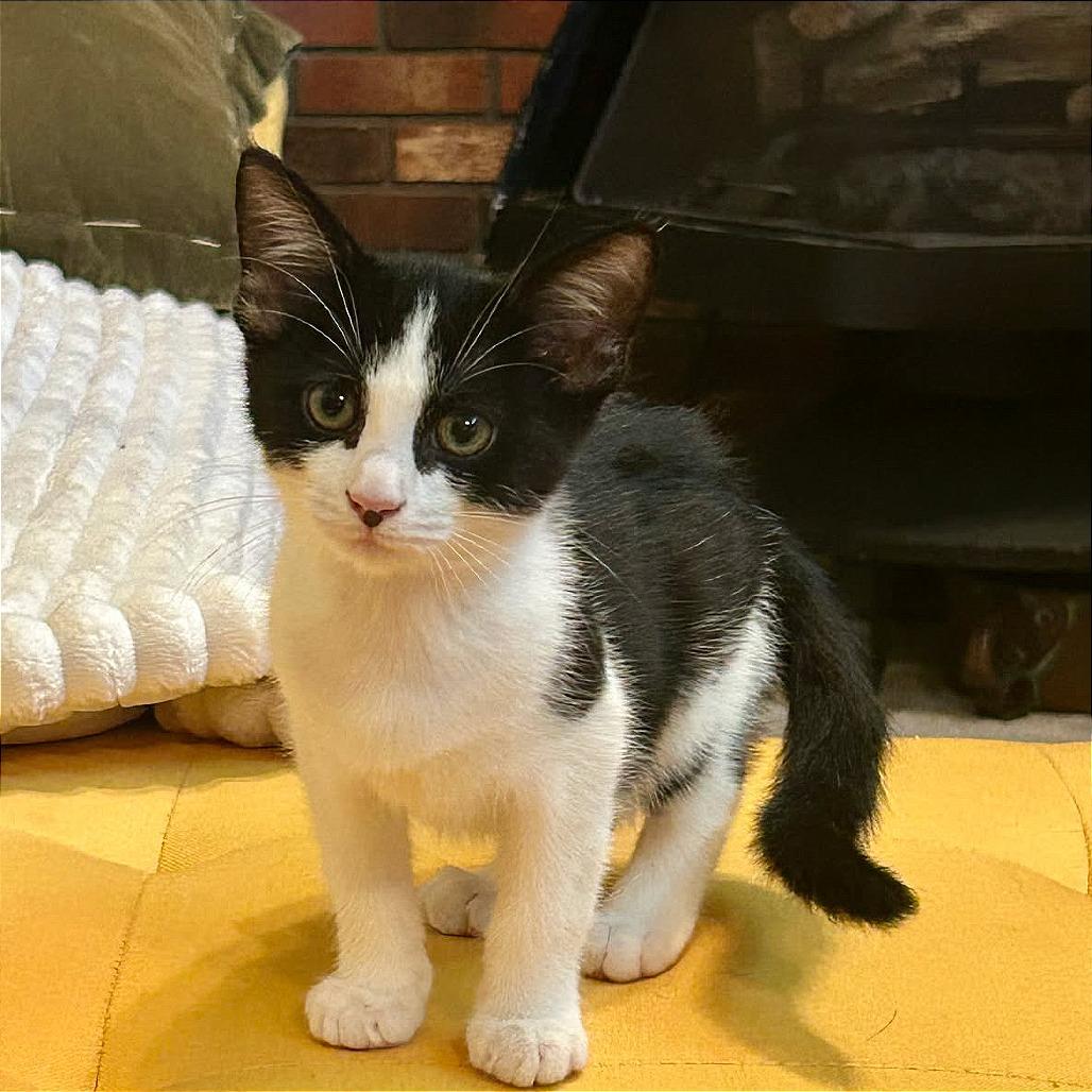 Carl, Adoptable, Young Male Domestic Short Hair.