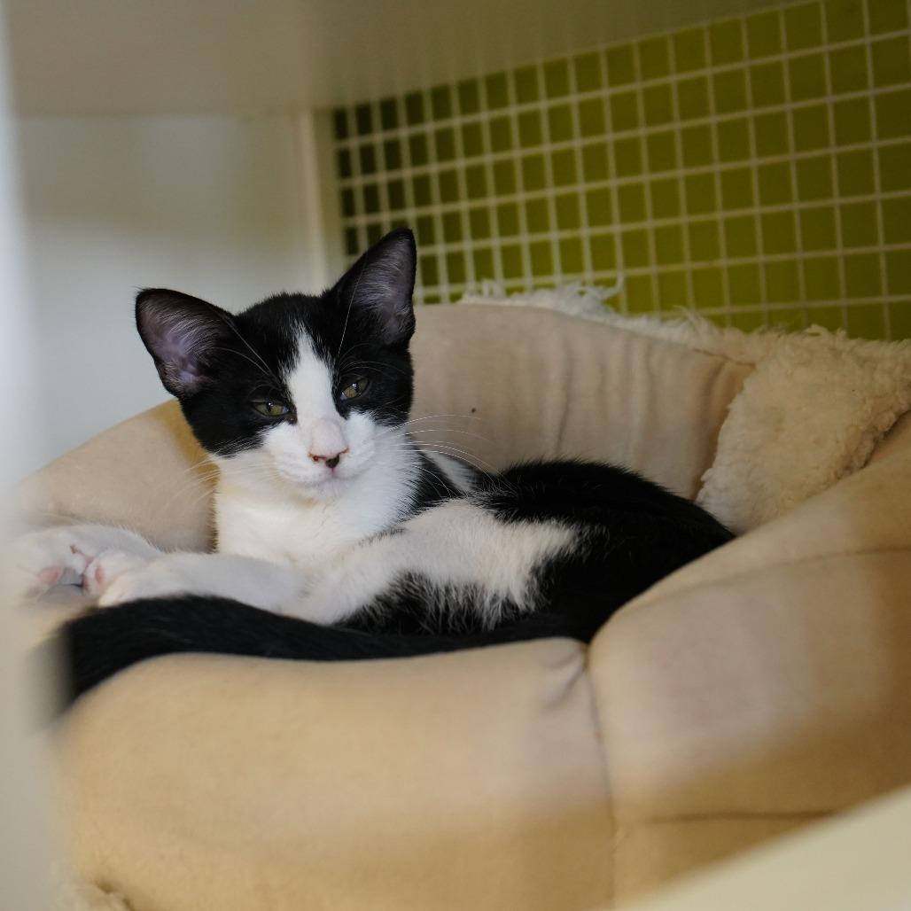 Enlarge Carl, a Adoptable Domestic Short Hair in Atlanta, GA image 2/4