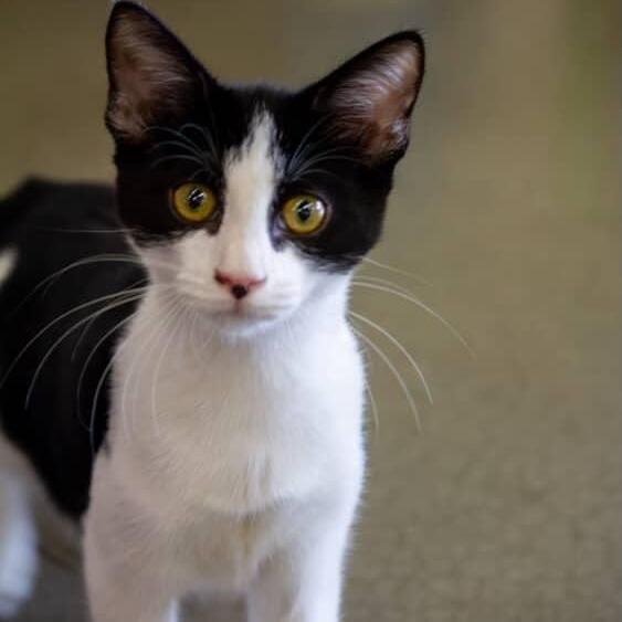 Enlarge Carl, a Adoptable Domestic Short Hair in Atlanta, GA image 3/4