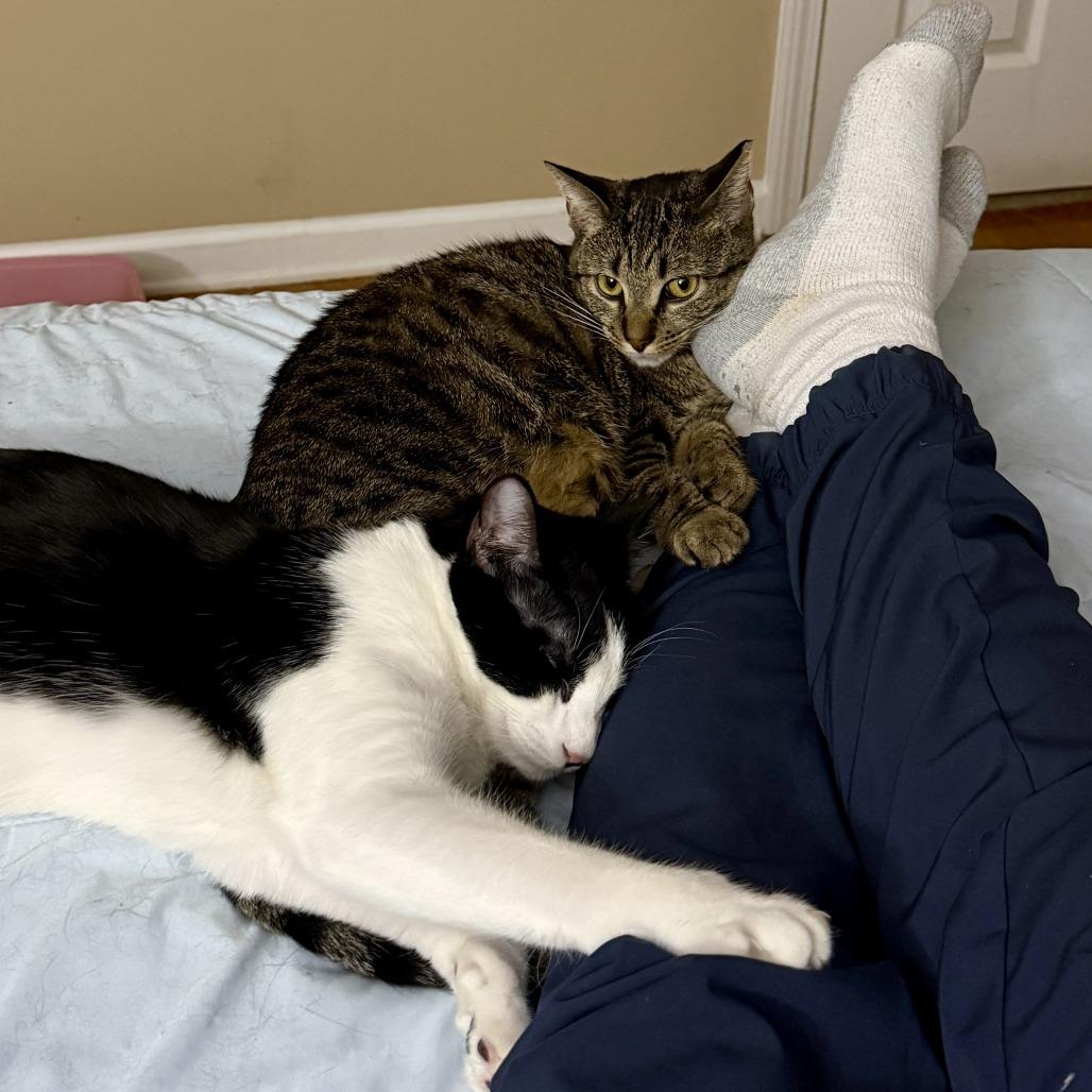 Enlarge Carl, a Adoptable Domestic Short Hair in Atlanta, GA image 2/6