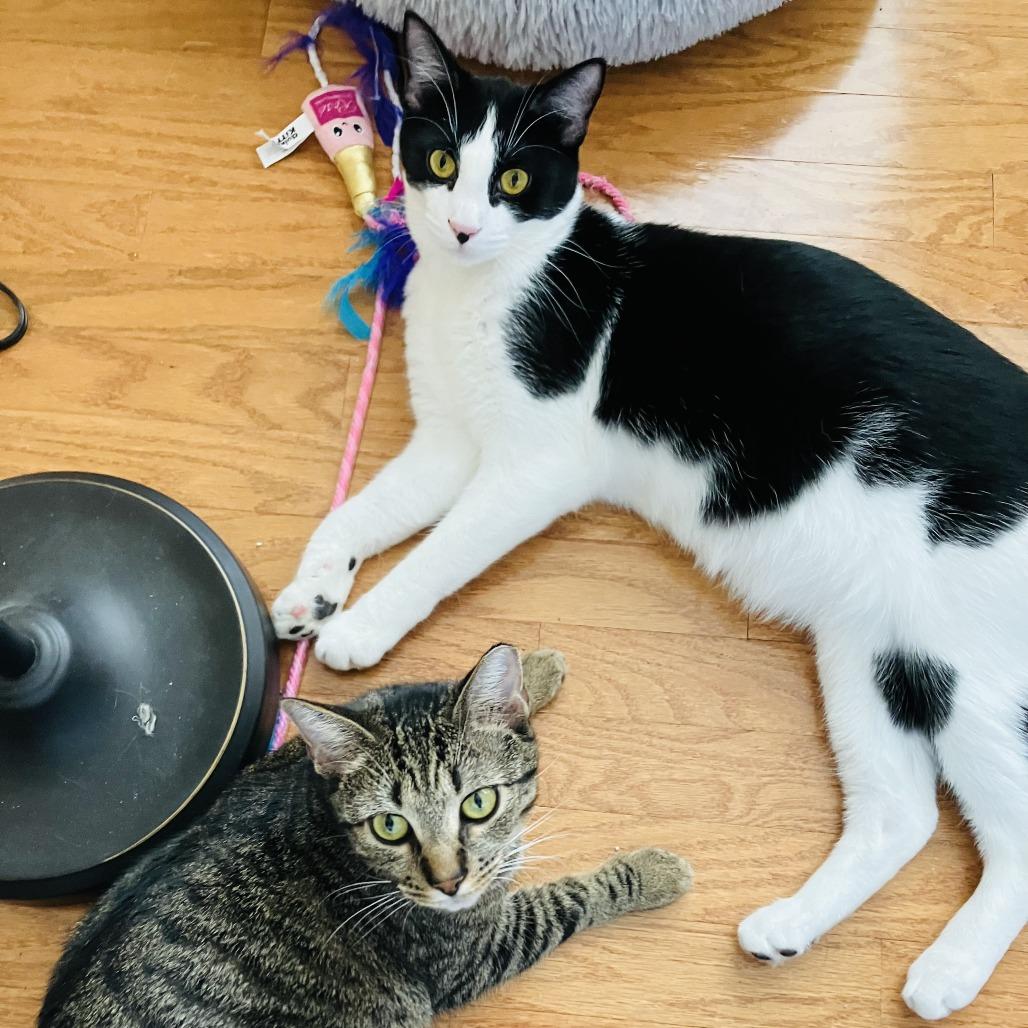 Enlarge Carl, a Adoptable Domestic Short Hair in Atlanta, GA image 3/6