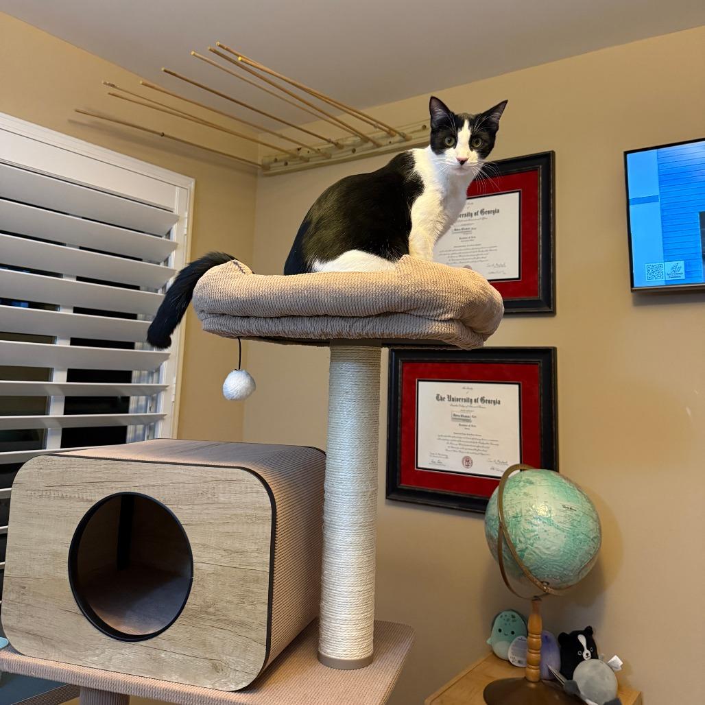 Enlarge Carl, a Adoptable Domestic Short Hair in Atlanta, GA image 4/6