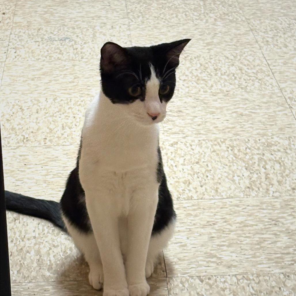 Enlarge Carl, a Adoptable Domestic Short Hair in Atlanta, GA image 4/4