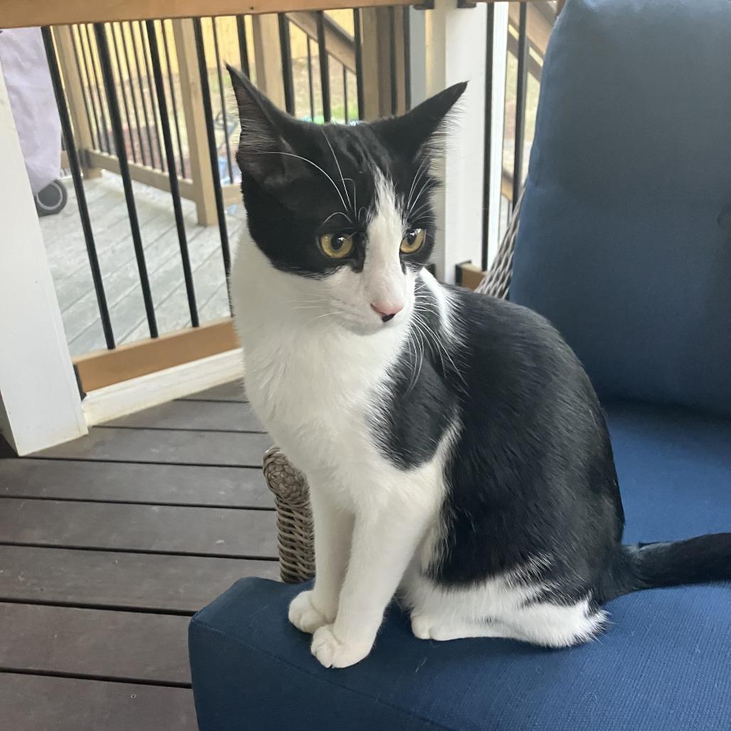 Enlarge Carl, a Adoptable Domestic Short Hair in Atlanta, GA image 5/6