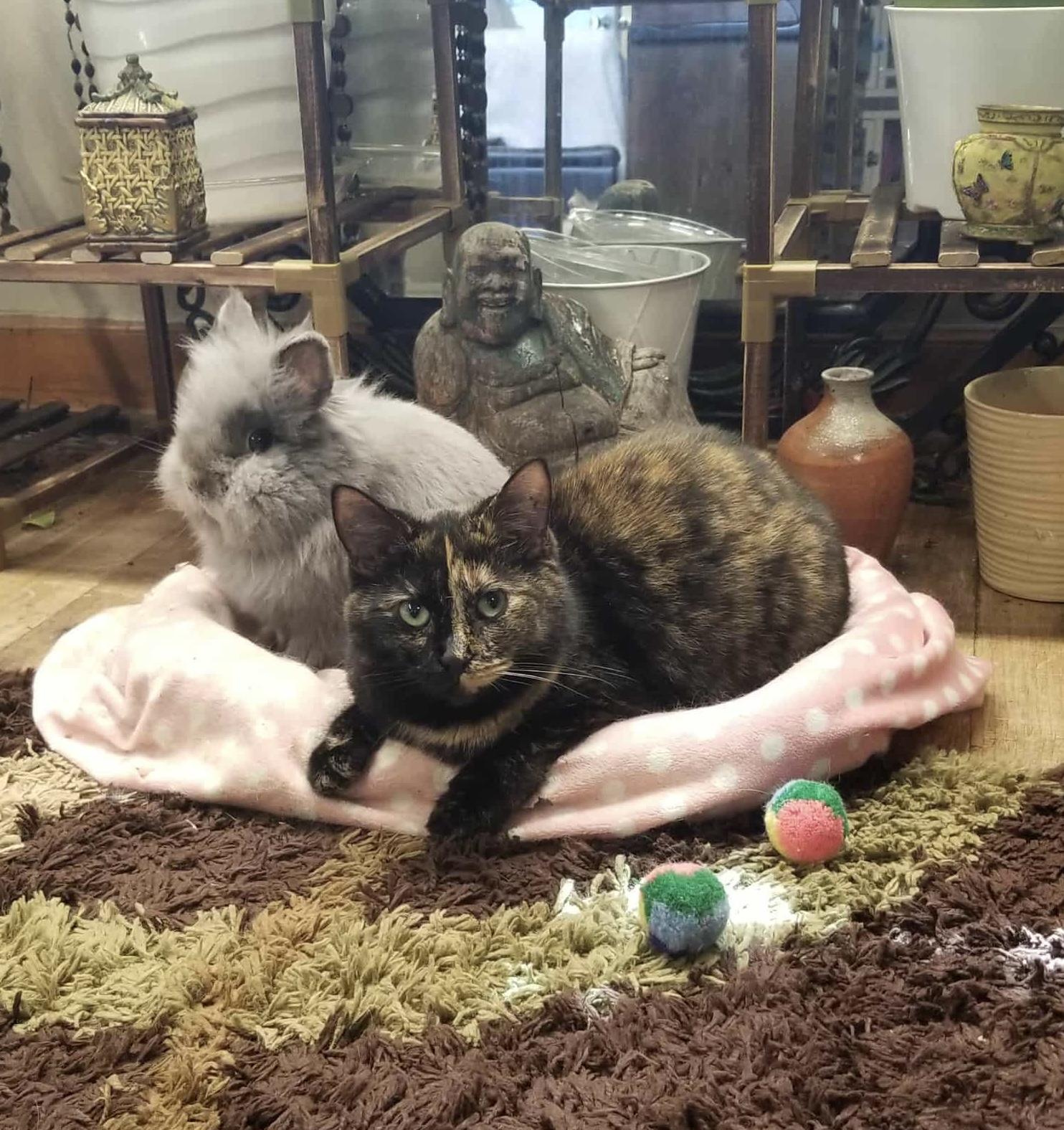 Enlarge Bebe, a Adopted Tortoiseshell in Holmen, WI image 1/3