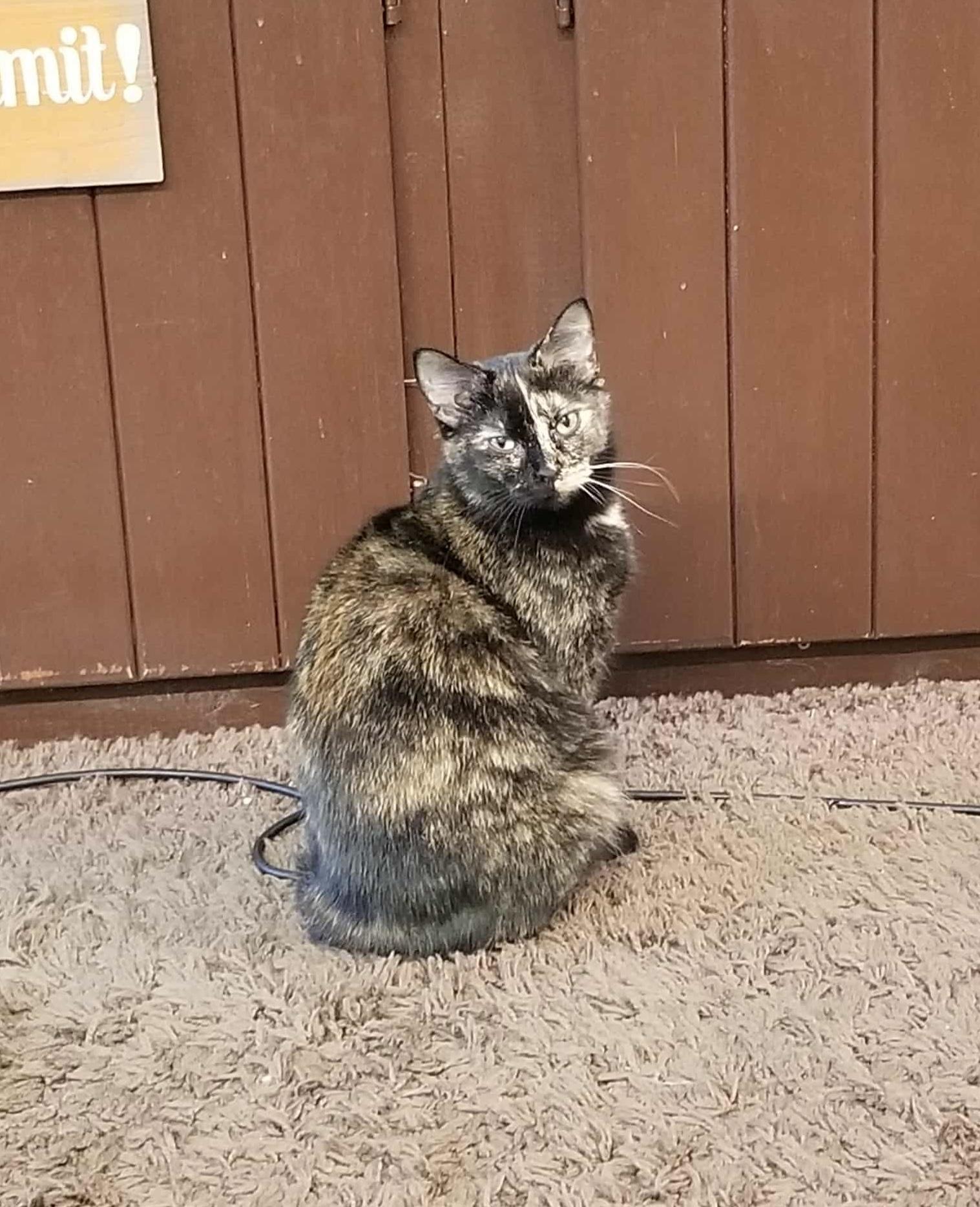 Bebe, Adopted, Adult Female Tortoiseshell.