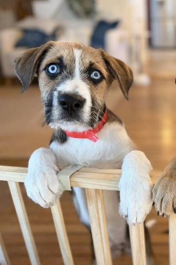 MILLIE, a ADOPTABLE mixed breed in Dumont, NJ image 6/6