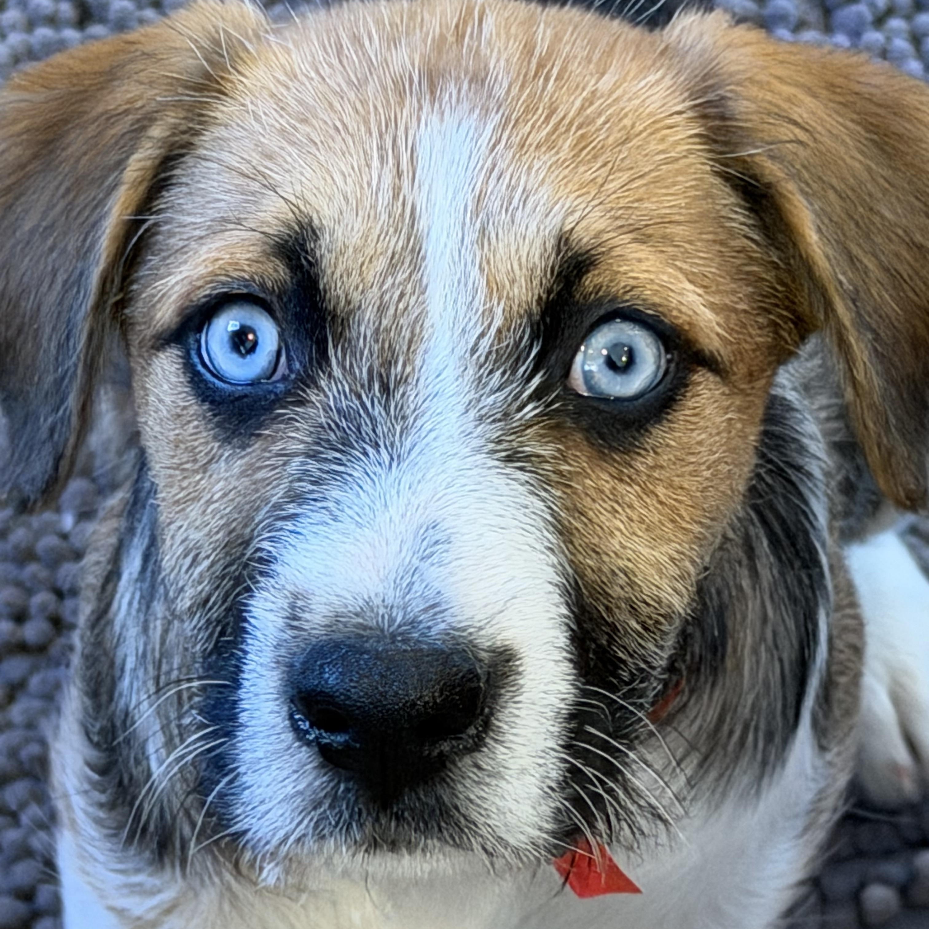 MILLIE, a ADOPTABLE mixed breed in Dumont, NJ image 4/6