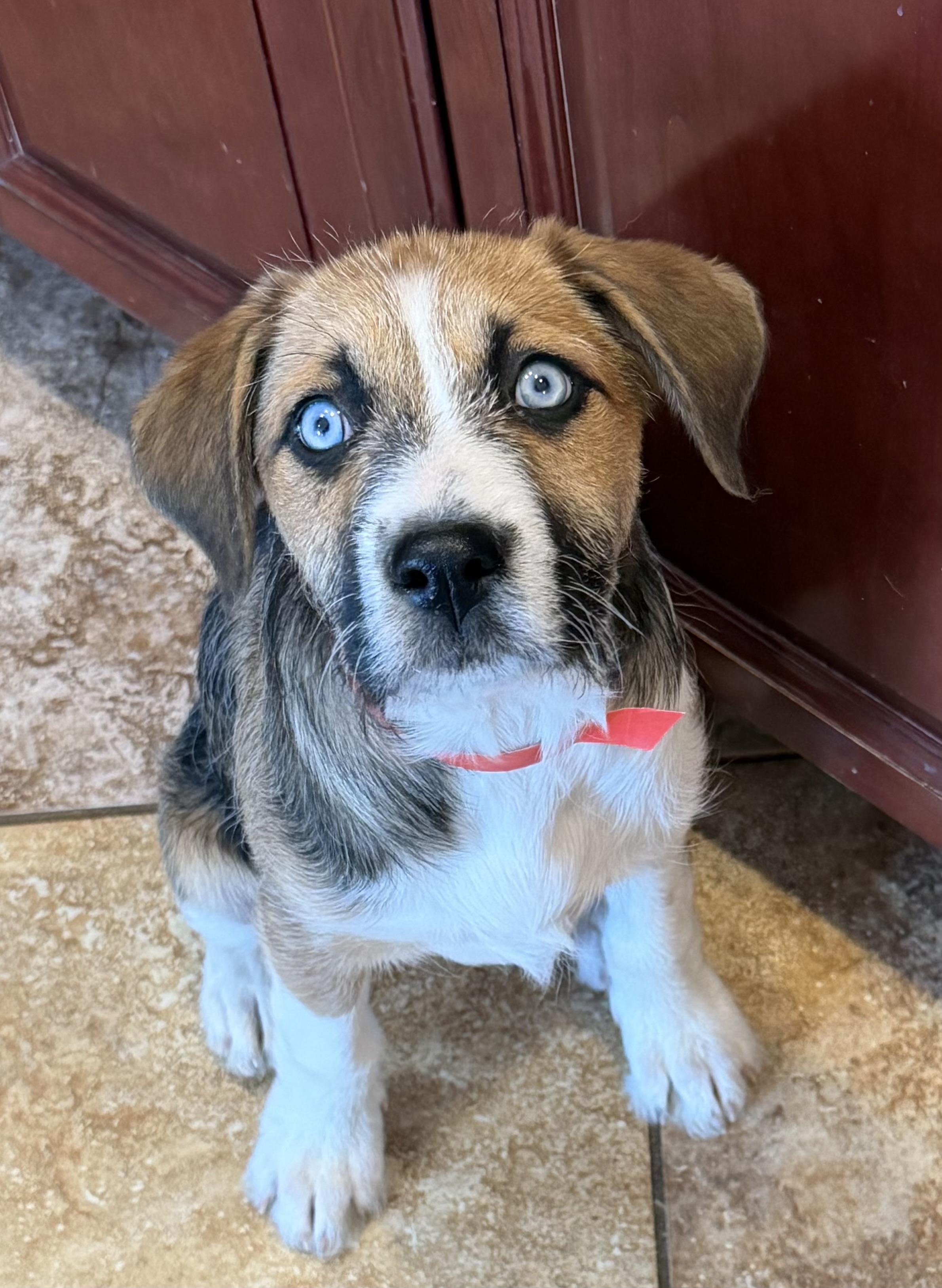 MILLIE, a ADOPTABLE mixed breed in Dumont, NJ image 5/6