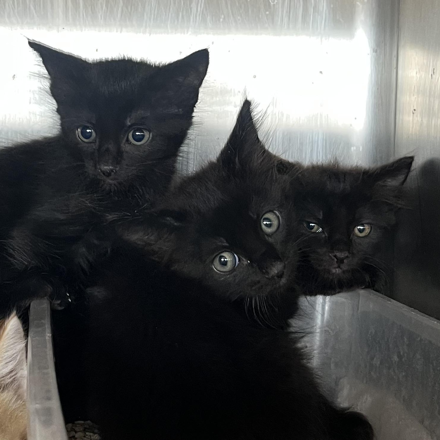 Tsubaki, Adoptable, Kitten Female Domestic Short Hair.